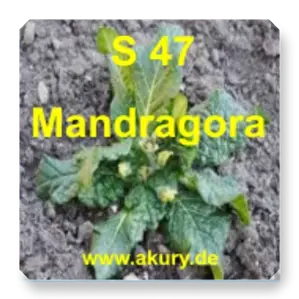 S 47